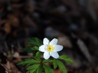 Einzelnes Buschwindröschen im Sonnenlicht